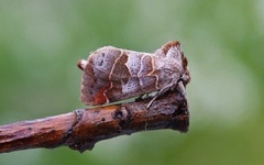 Small Chocolate-tip (Clostera pigra)