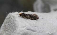 Skin Moth (Monopis laevigella)