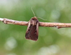 Hvitkantfly (Ochropleura plecta)