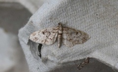 Grandvergmåler (Eupithecia tantillaria)