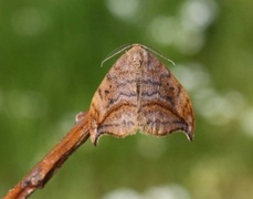 Oresigdvinge (Drepana curvatula)