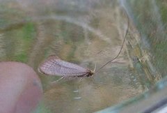 Large Long-horn (Nematopogon swammerdamella)