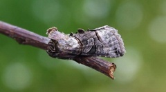 Grått neslefly (Abrostola tripartita)