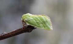 Rødfrynset båtfly (Pseudoips prasinana)