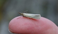 Yellow Satin Veneer (Crambus perlella)