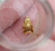 Yellow-spot Tortrix (Pseudargyrotoza conwagana)