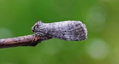 Punkthalvspinner (Ochropacha duplaris)