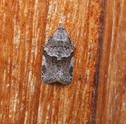 Dark-barred Tortrix (Syndemis musculana)