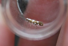 Gold-ribbon Argent (Argyresthia brockeella)