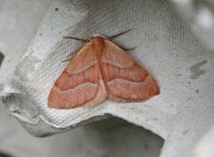 Barred Red (Hylaea fasciaria)