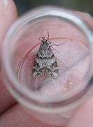 Little Grey (Eudonia lacustrata)