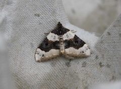 Purple Bar (Cosmorhoe ocellata)