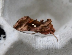 Plain Golden Y (Autographa jota)