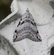 Treble-bar (Aplocera plagiata)