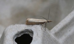 Blek nebbmott (Agriphila straminella)