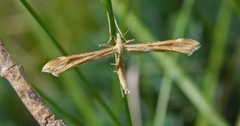 Ryllikfjærmøll (Gillmeria pallidactyla)