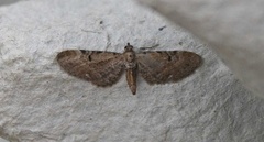 Brun dvergmåler (Eupithecia absinthiata)