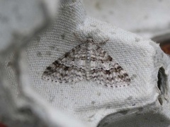 Welsh Wave (Venusia cambrica)