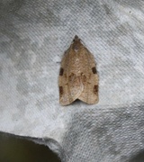Large Ivy Tortrix (Lozotaenia forsterana)