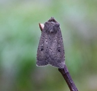 Double Dart (Graphiphora augur)