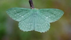Large Emerald (Geometra papilionaria)
