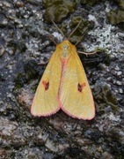 Clouded Buff (Diacrisia sannio)