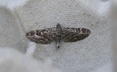 Lyngdvergmåler (Eupithecia nanata)