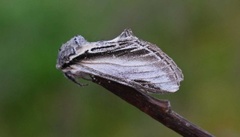 Swallow Prominent (Pheosia tremula)