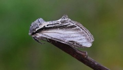 Seljetannspinner (Pheosia tremula)