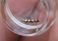 Oreblomstmøll (Argyresthia goedartella)