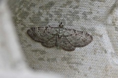 Bilberry Pug (Pasiphila debiliata)