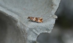 Thyme Marble (Celypha cespitana)