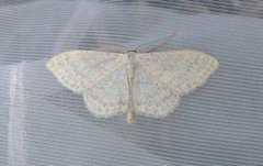 Cream Wave (Scopula floslactata)