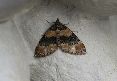 Barred Carpet (Martania taeniata)