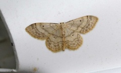 Randengmåler (Idaea biselata)