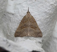 Snout (Hypena proboscidalis)