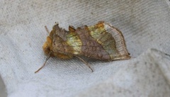Burnished Brass (Diachrysia chrysitis)