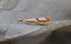 Toflekket nebbmott (Catoptria pinella)