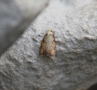 Yellow Rose Button (Acleris bergmanniana)