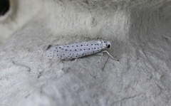 Bird-cherry Ermine (Yponomeuta evonymella)