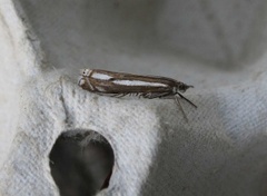 Lyngheinebbmott (Crambus ericella)