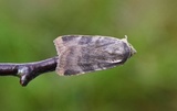 Fiolett båndfly (Noctua janthe)