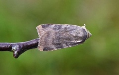 Lesser Broad-bordered Yellow (Noctua janthe)