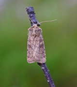 Six-striped Rustic (Xestia sexstrigata)