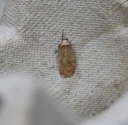 Angelica Flat-body (Agonopterix angelicella)