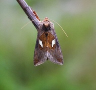 Storflekket metallfly (Autographa bractea)