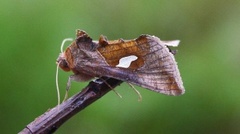 Storflekket metallfly (Autographa bractea)