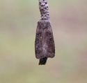 Kobberfly (Chersotis cuprea)