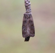 Kobberfly (Chersotis cuprea)