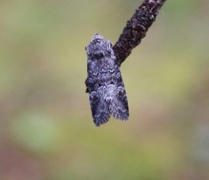 Minor Shoulder-knot (Brachylomia viminalis)